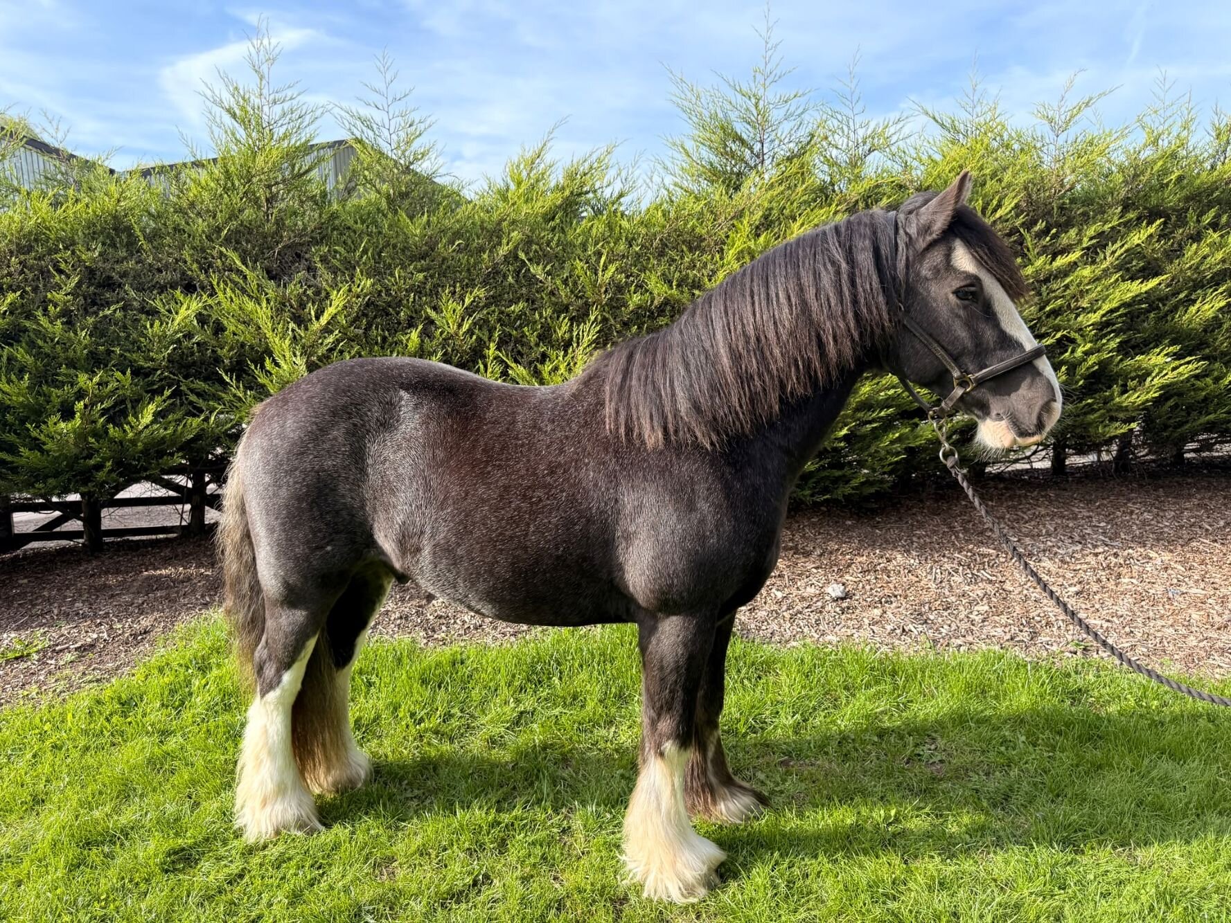 photo of Taurus
