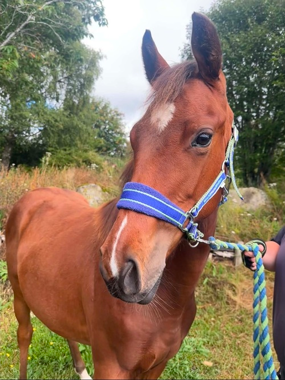 Headshot of Hunting Princess