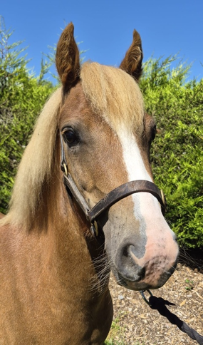 Headshot of Frenchy