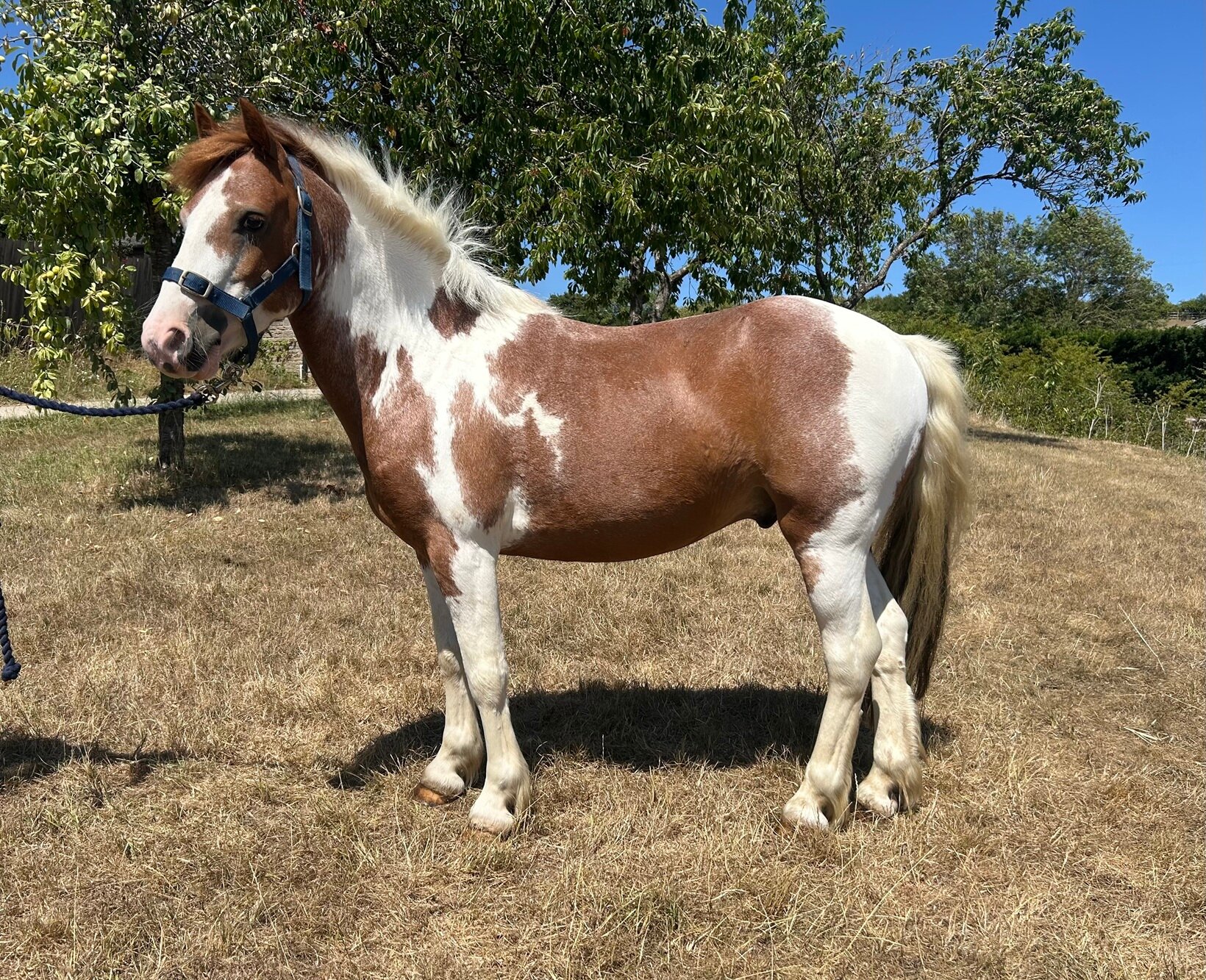 photo of Basil