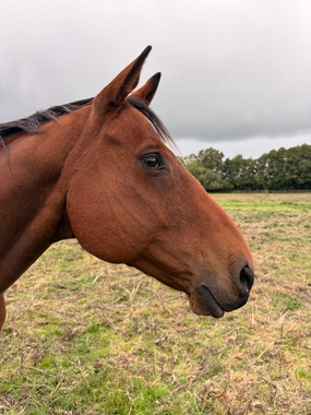 Headshot of King Harrold