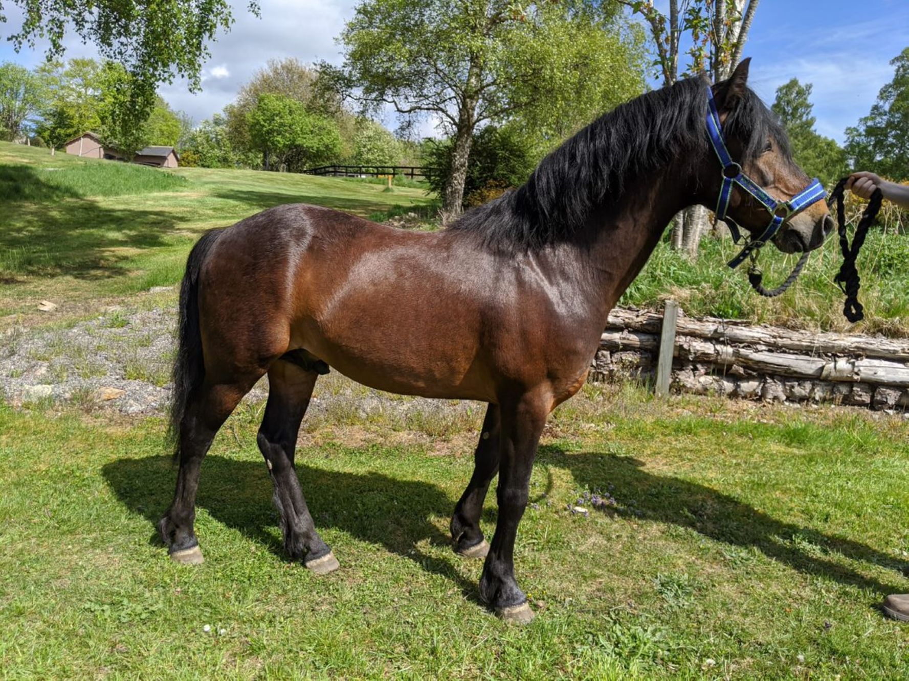 photo of Stapleford Solitaire (Johnny)
