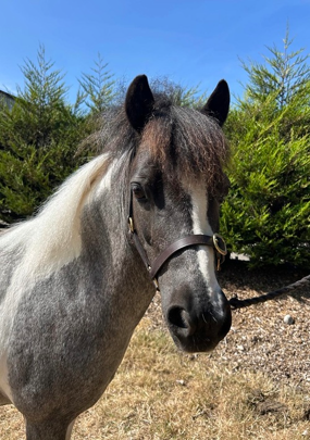 Headshot of Panache