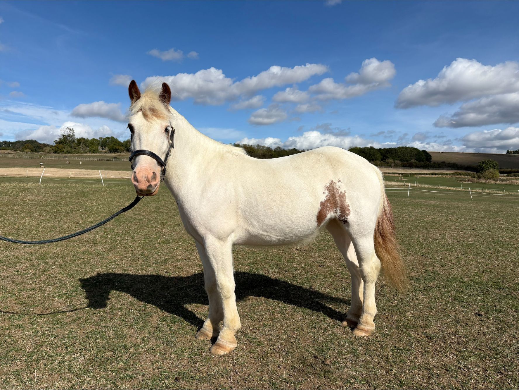 photo of Pippa