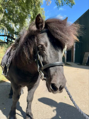 Headshot of Littlewoodend Braveheart