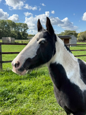 Headshot of Cranberry
