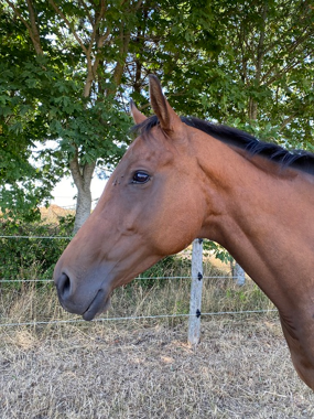 Headshot of Breeze