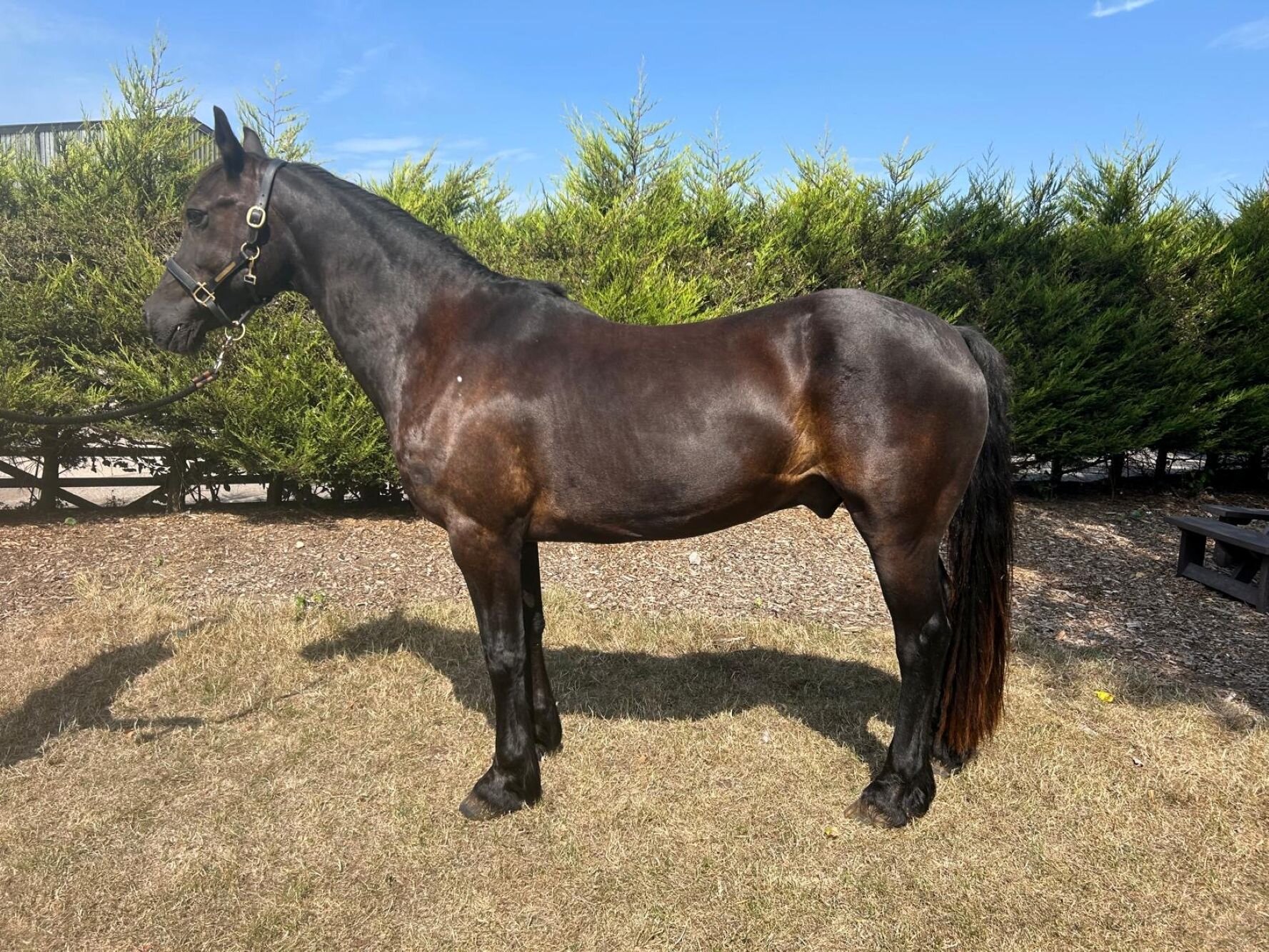 photo of Blackie