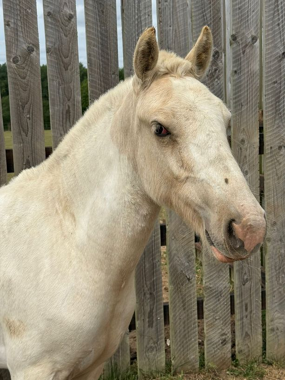 Headshot of Windchill