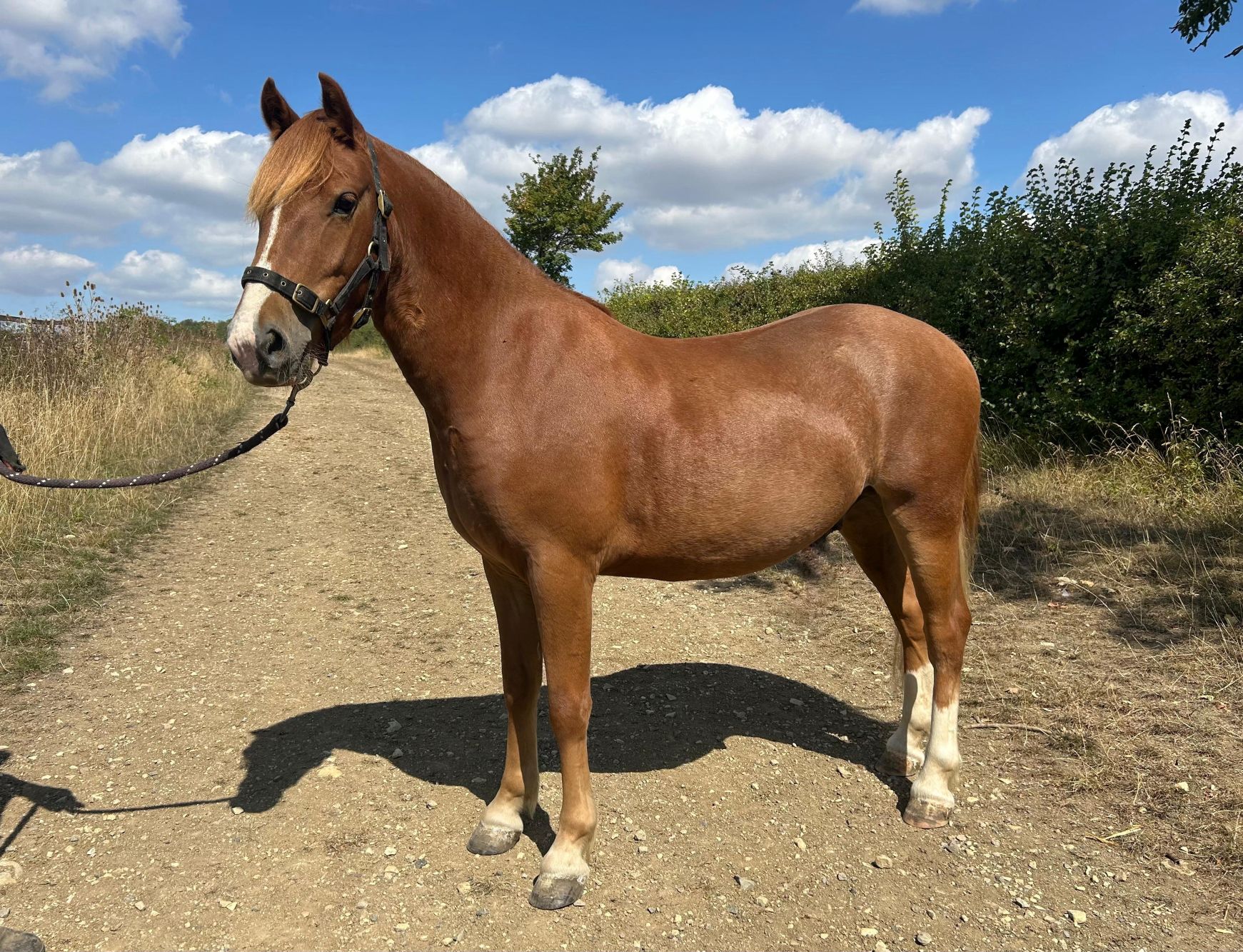 photo of Paprika