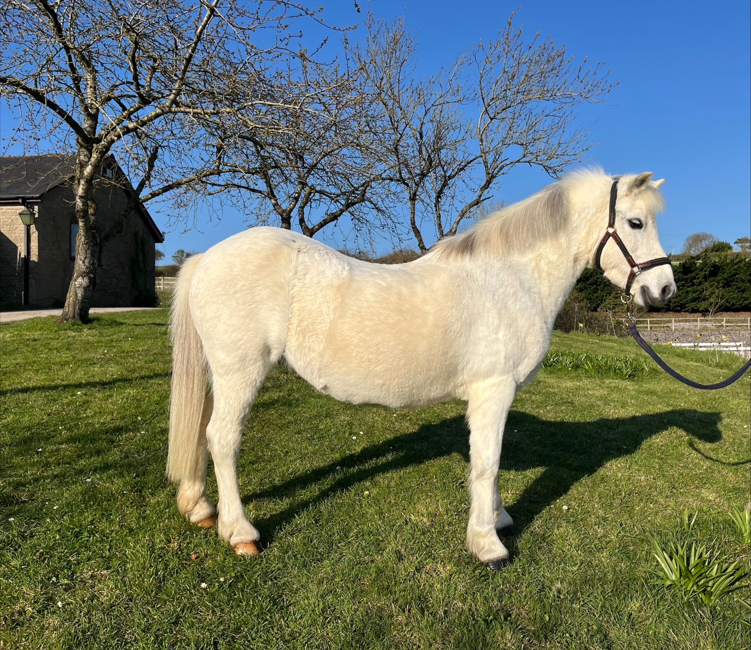 photo of Sunnyhill Raindrop