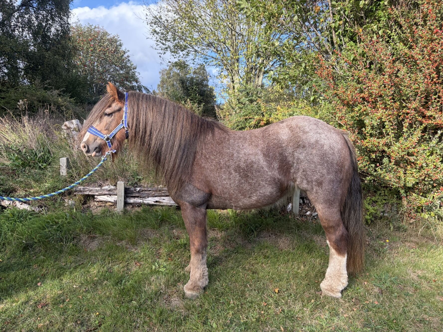 photo of Astrid