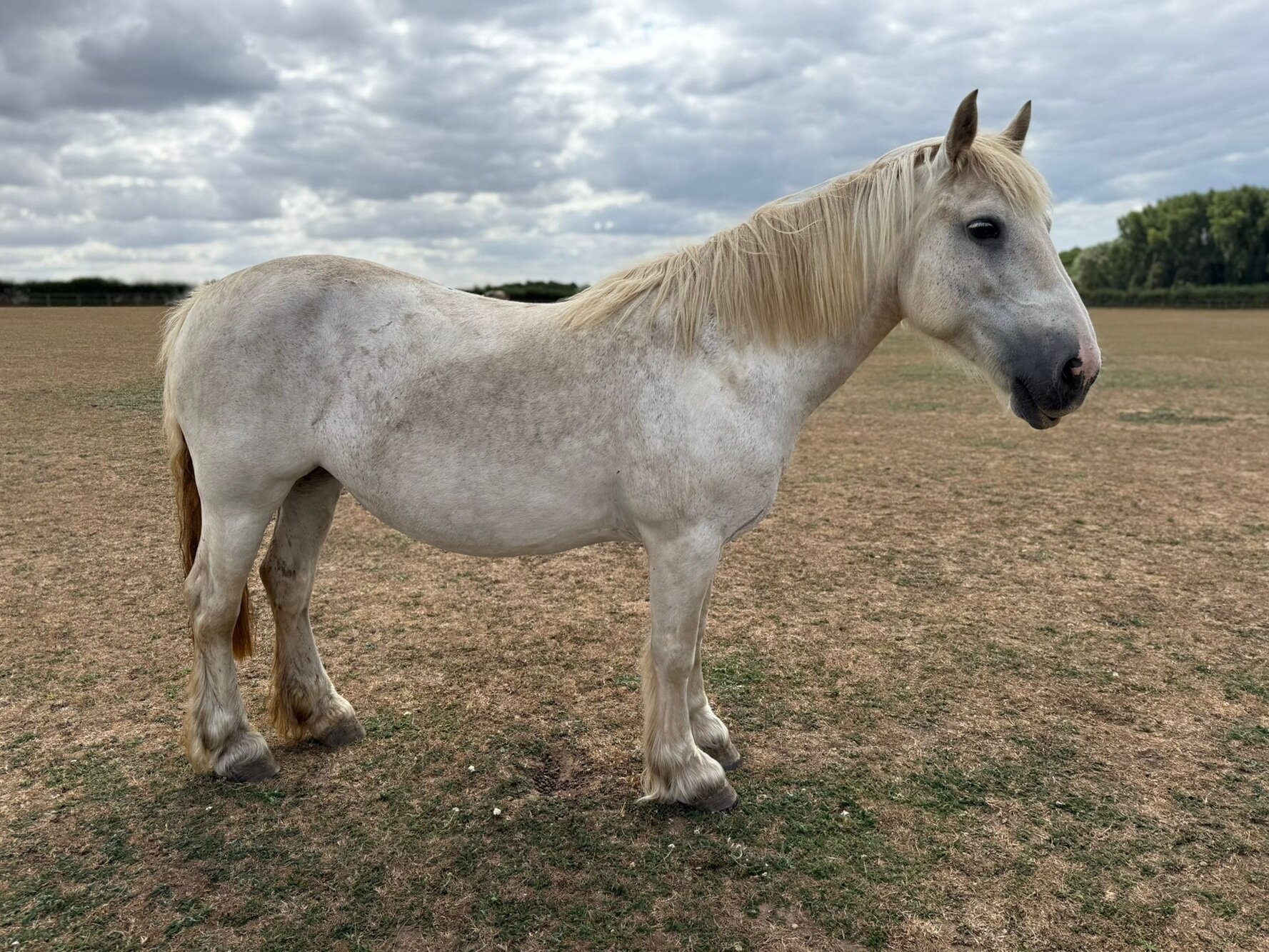 photo of Lady