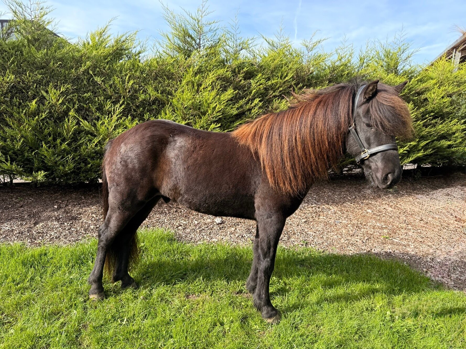 Additional image of Odin