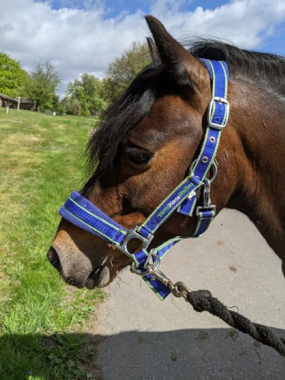 Headshot of Stapleford Solitaire (Johnny)