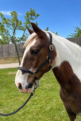 Headshot of Flicker Shorlands