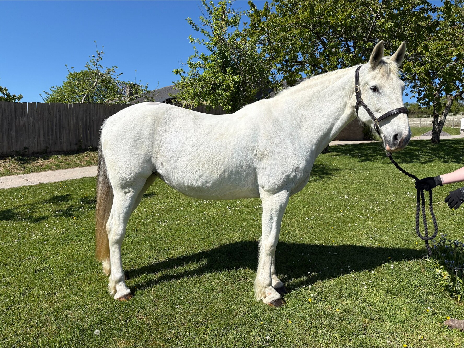 photo of Gretel (Nova)