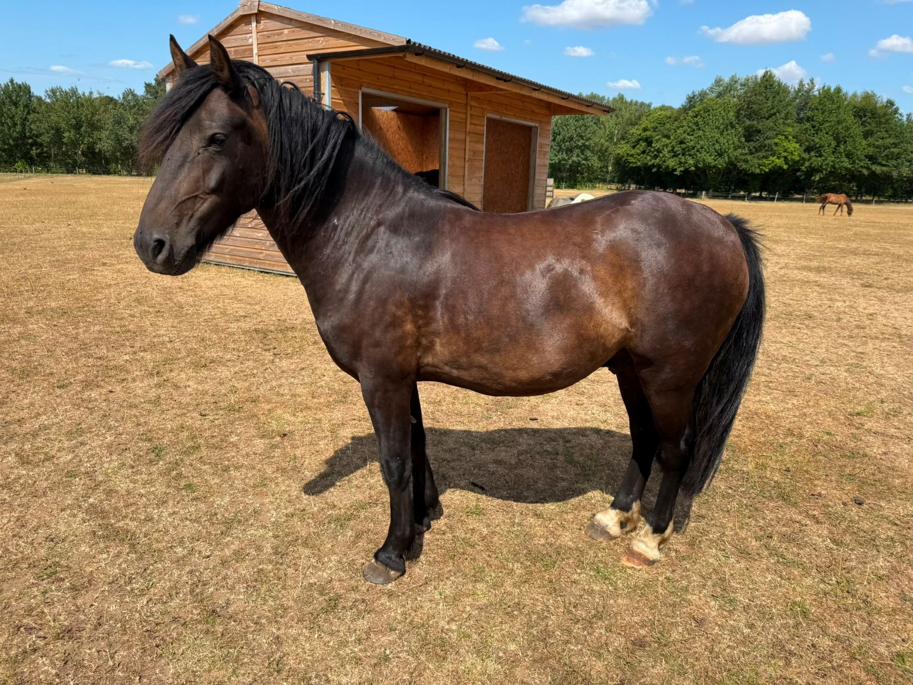 photo of Snickers