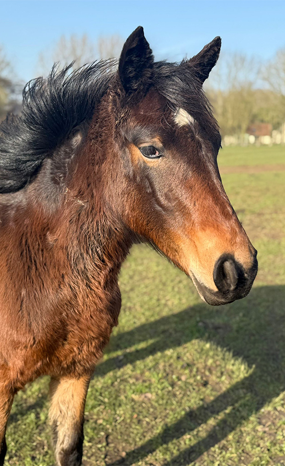 Headshot of Joy (Nancy)