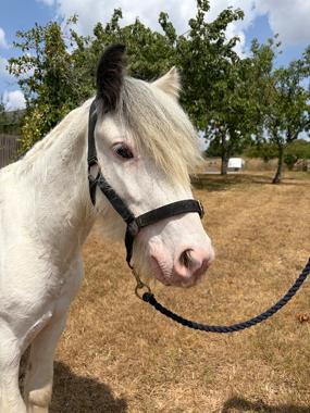 Headshot of Nemo