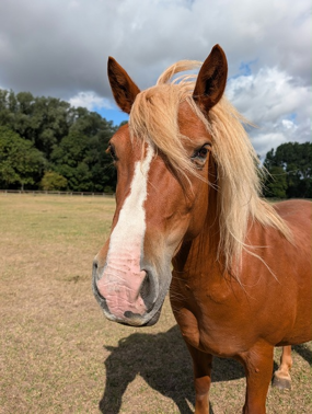 Headshot of Peppa