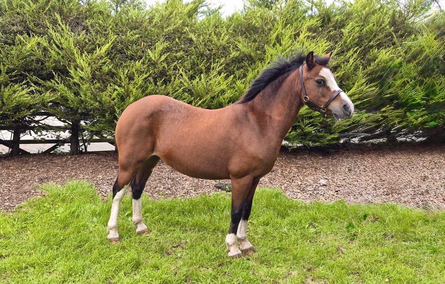photo of Gelliniog Nanw (Hazel)