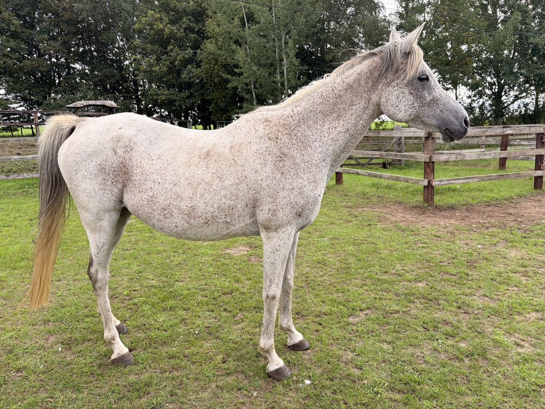 photo of Olive