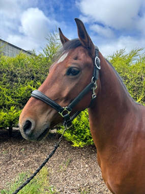 Headshot of Cilybebyll Frankie